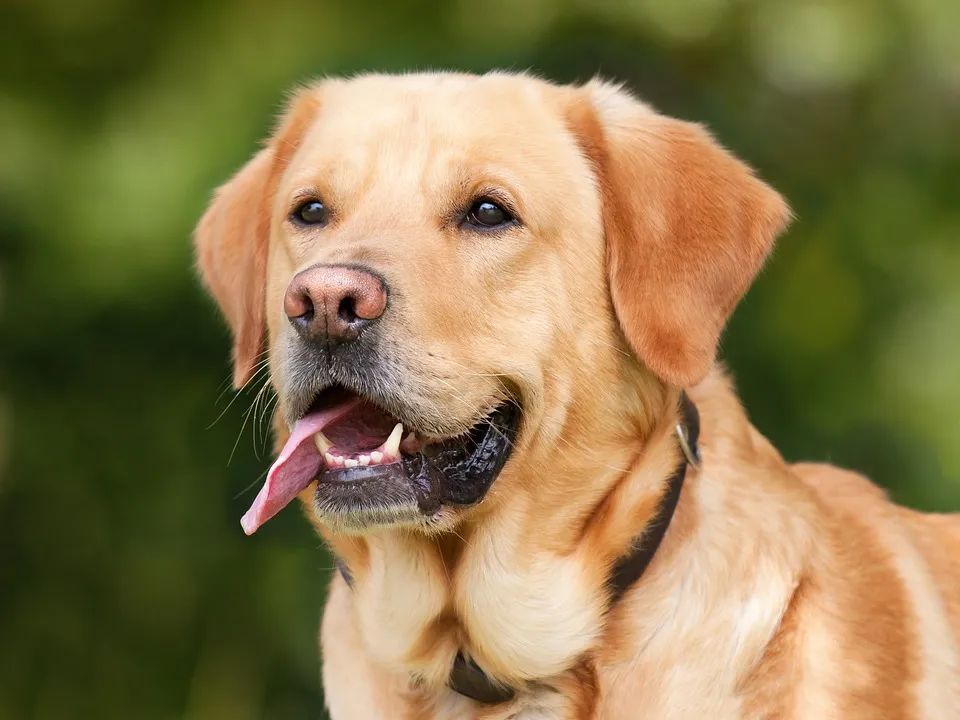 The Ainsworths Dog Kit